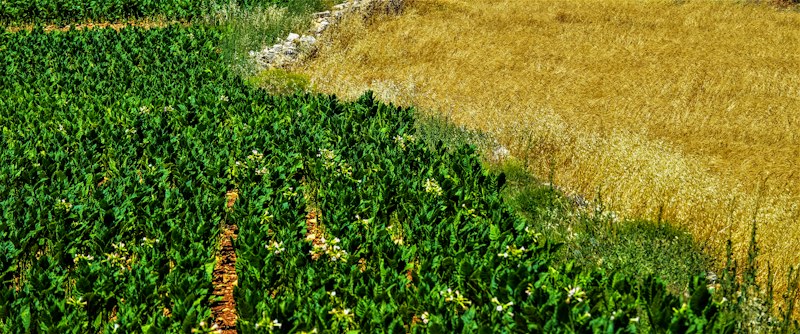 Farmer in field discussing crop agronomy