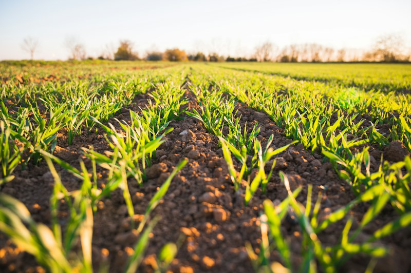 Modern clean seed processing and handling facility